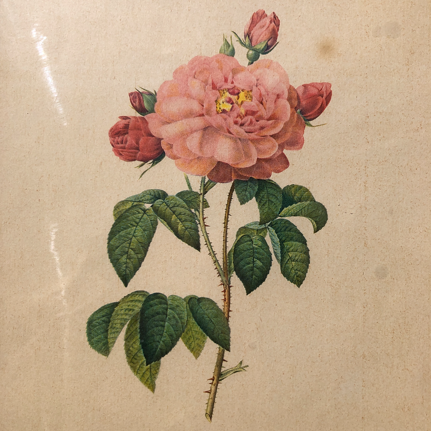 Planche botanique "Rosa Gallica Aurelianensis"